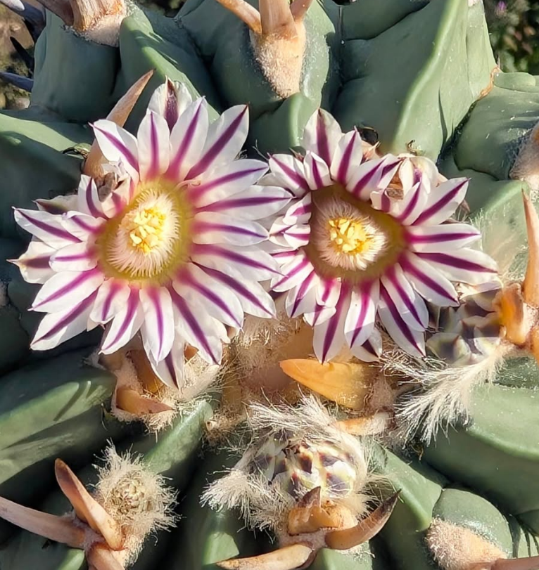Stenocactus coptonogonus 10 Pieces Seeds