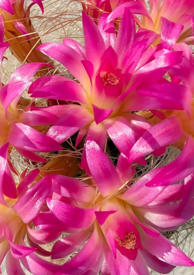 Neoporteria gerocephala 10 Pieces Seeds