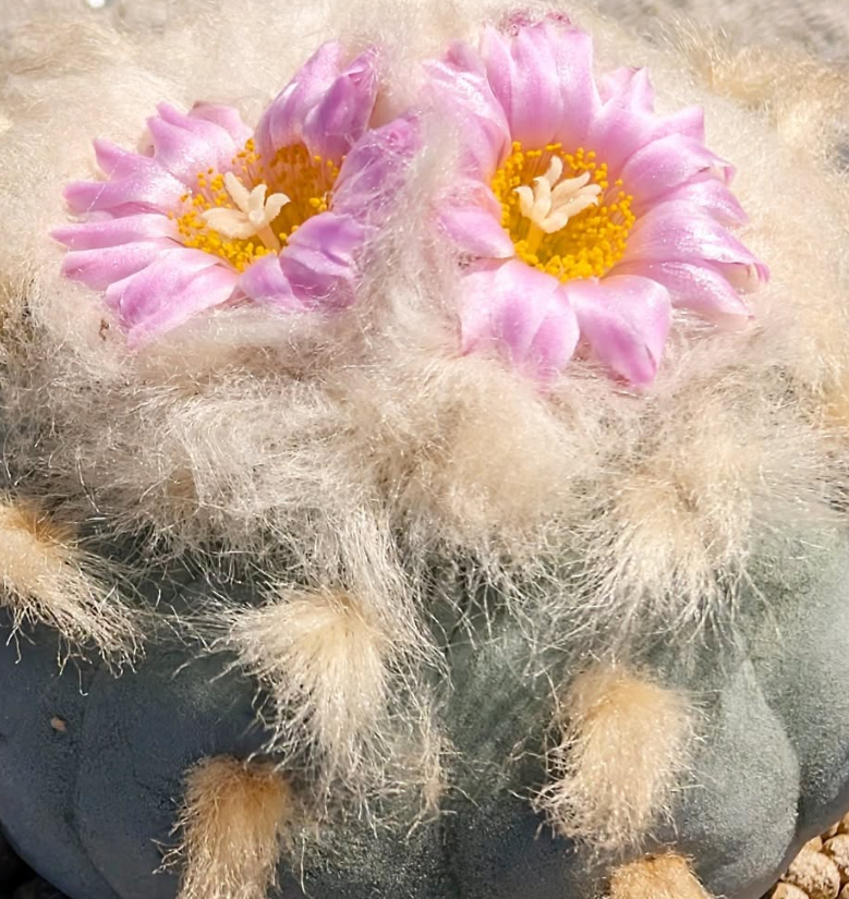 Lophophora fricii 10 Pieces Seeds