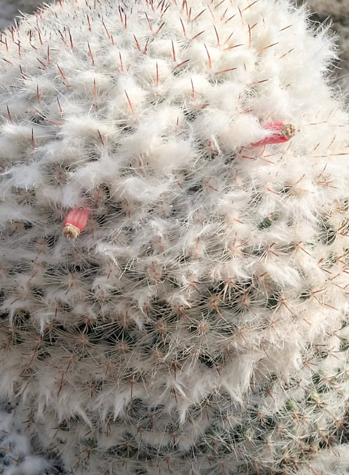 Mammillaria woodsii 10 Pieces Seeds