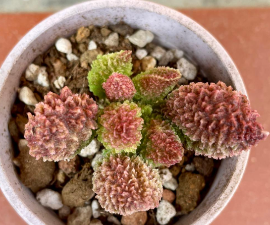 Adromischus 'Green Durian' 10 Pieces Seeds
