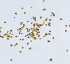 Lapidaria margaretae 10 Pieces Seeds