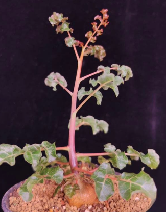 Boswellia frereana – PLANT