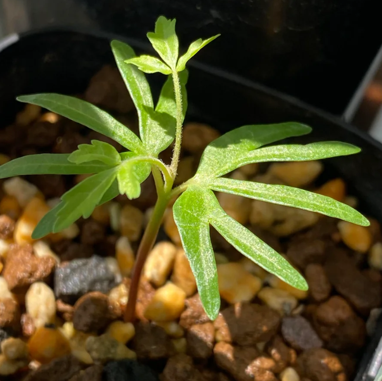 Boswellia papyrifera – PLANT
