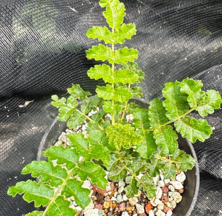 Boswellia carterii – PLANT