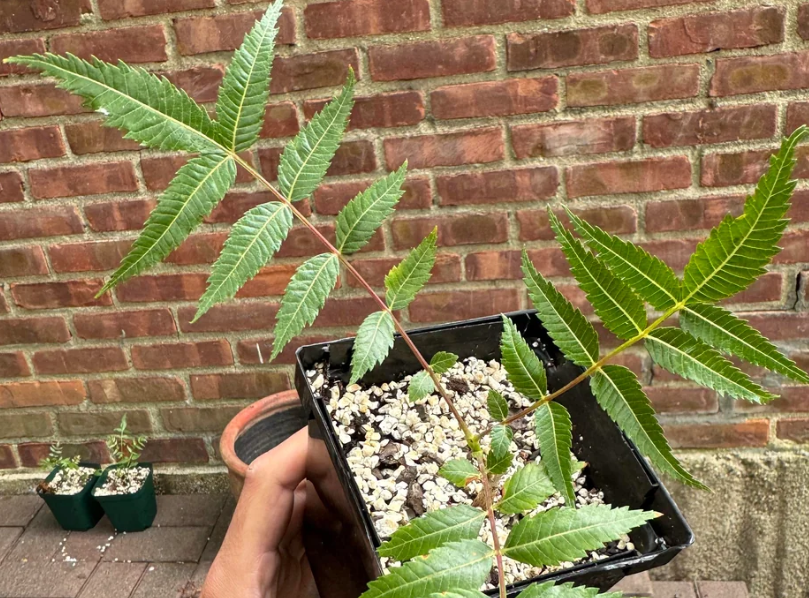 Boswellia dalzielii – PLANT