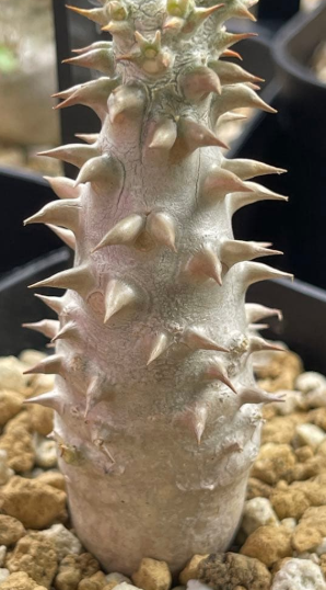 Pachypodium bicolor PLANT