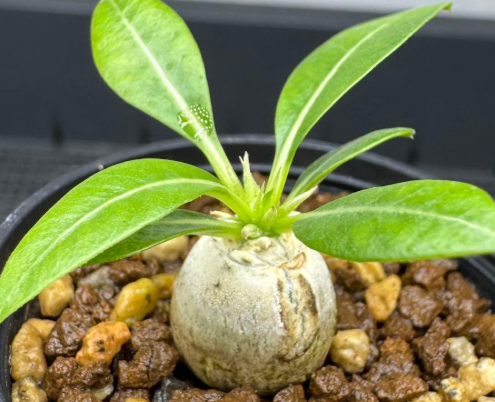 Pachypodium brevicaule PLANT