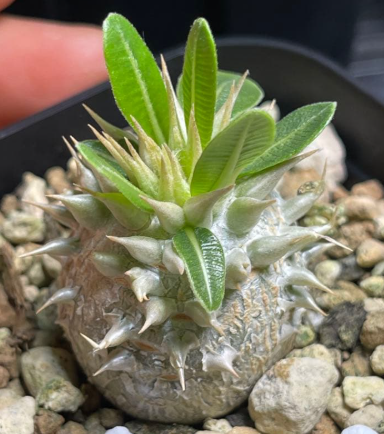 Pachypodium leucoxanthum PLANT