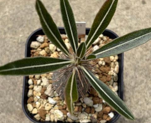 Pachypodium rosulatum v. cactipes PLANT