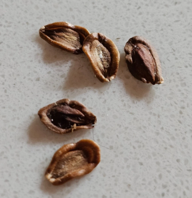 Orbea nardii 5 Pieces Seeds