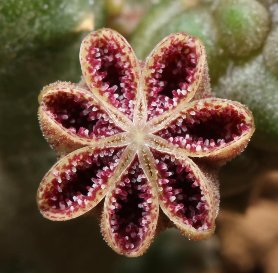 Pectinaria articulata ssp. articulata 5 Pieces Seeds