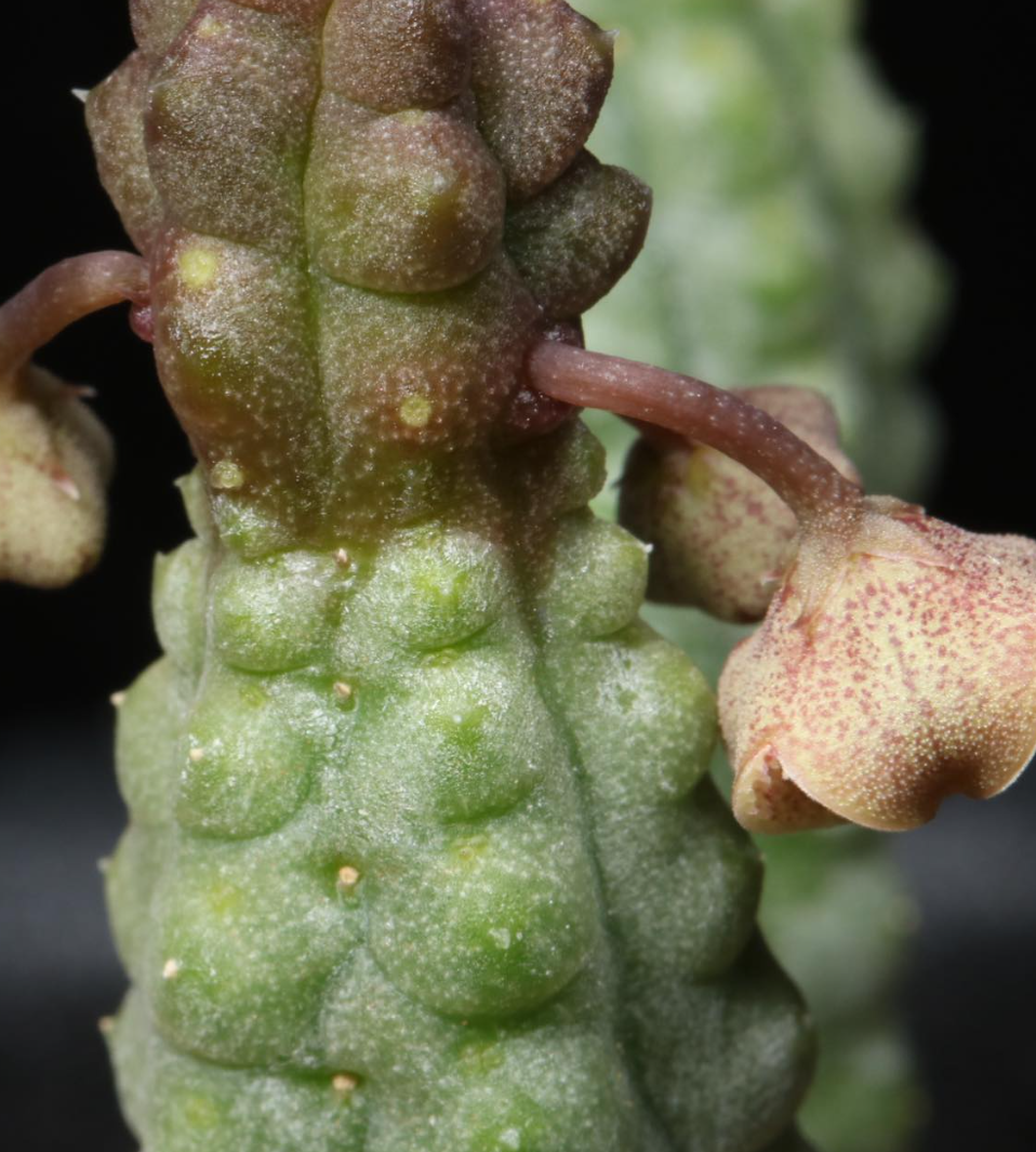 Pectinaria articulata ssp. asperiflora 5 Pieces Seeds