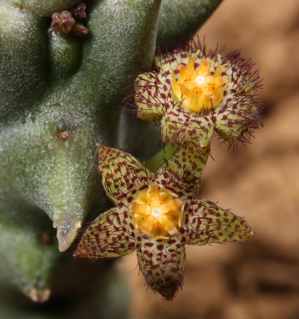 Quaqua arida Yellow form 5 Pieces Seeds