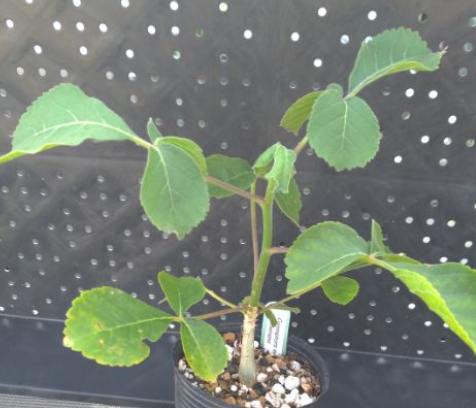 Commiphora edulis ssp.boiviniana PLANT