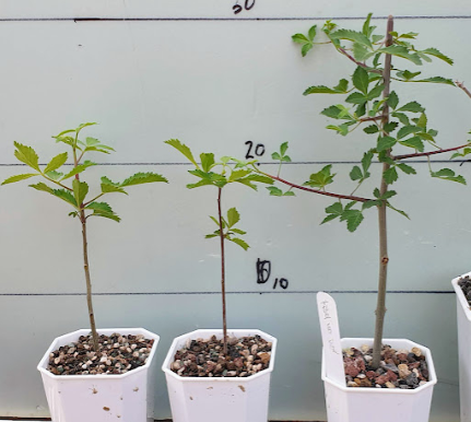 Commiphora holtziana ssp.holtziana PLANT