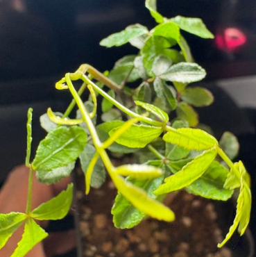 Commiphora humbertii PLANT
