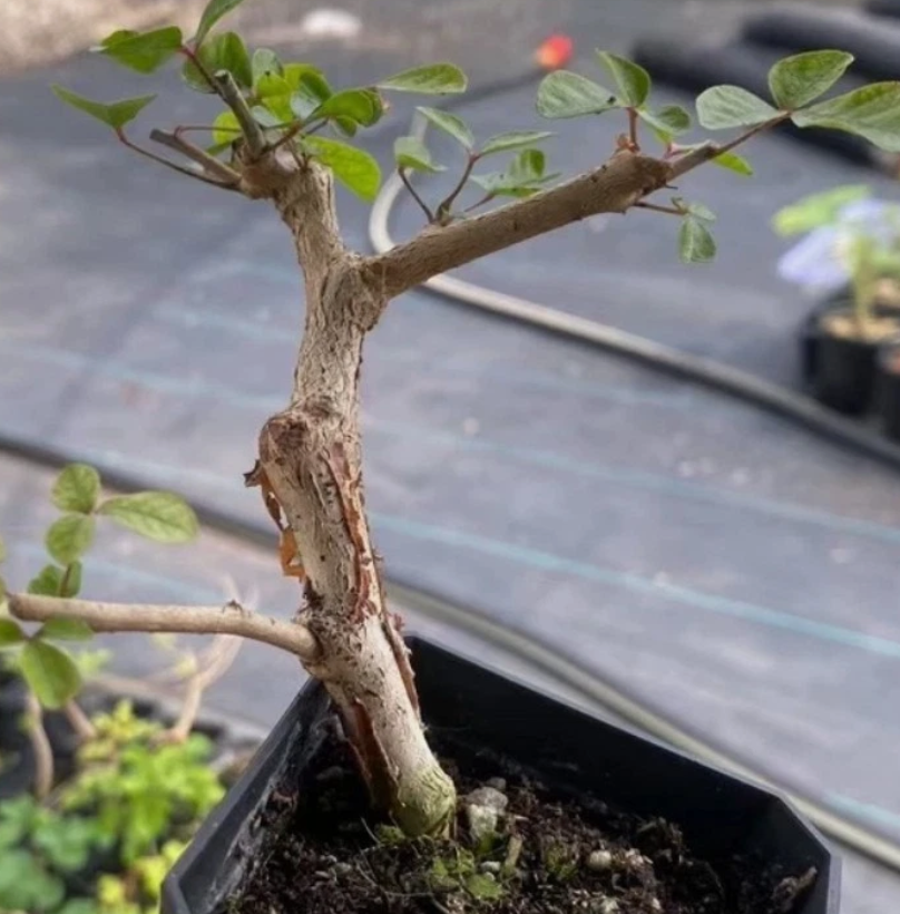 Commiphora orbicularis PLANT