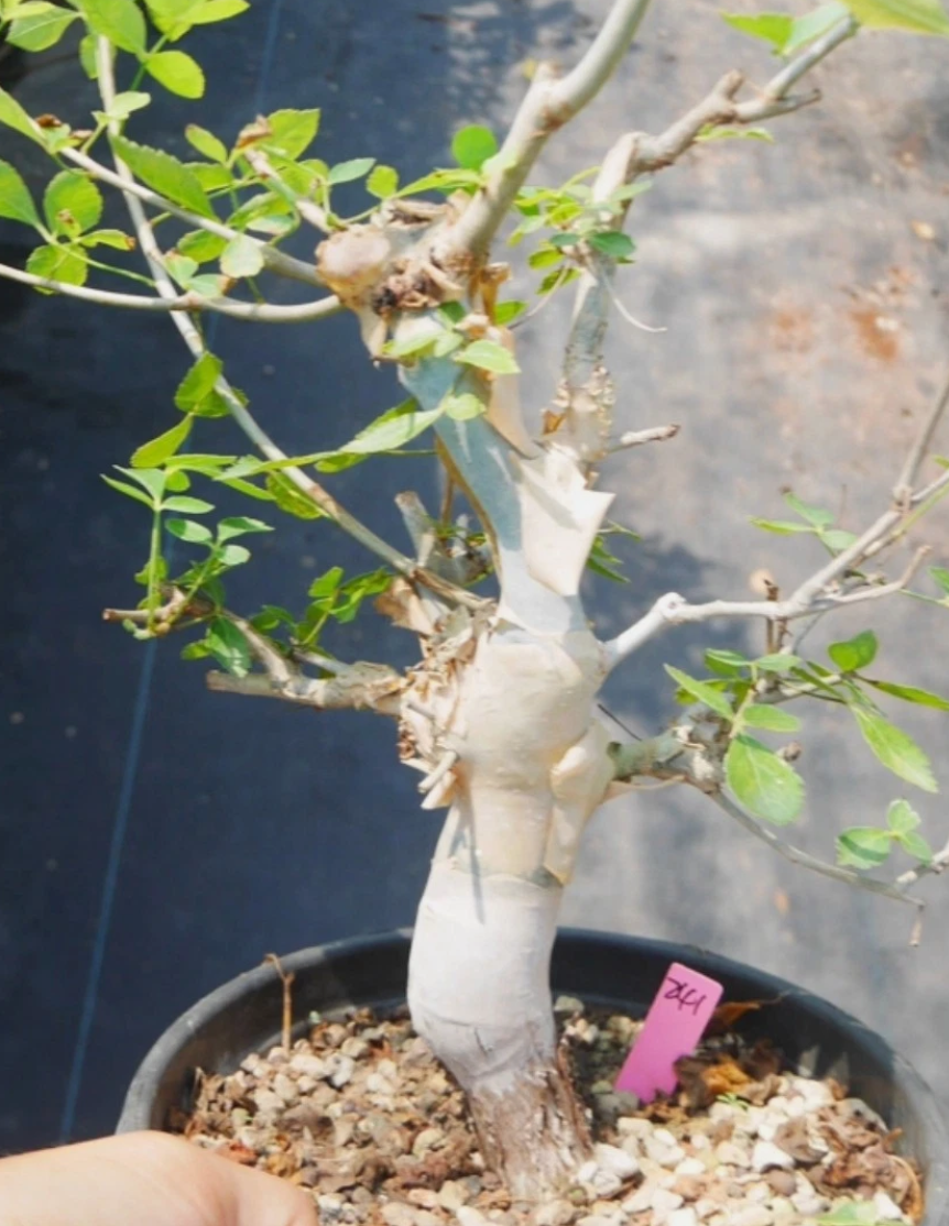 Commiphora pseudopaolii PLANT