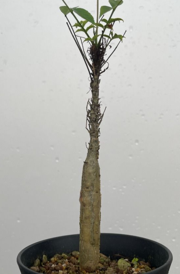 Commiphora unilobata PLANT