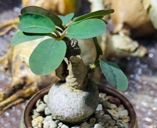 Euphorbia brunellii PLANT