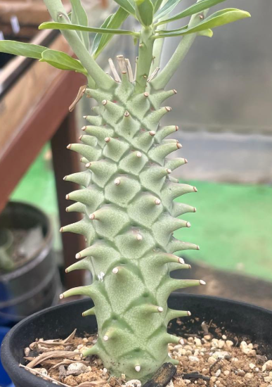 Euphorbia longituberculosa PLANT