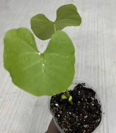 Erythrina melanacantha PLANT