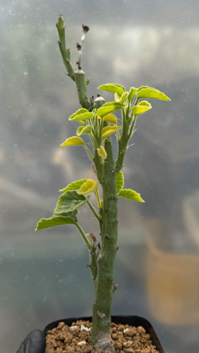 Adenia keramanthus PLANT