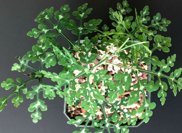 Adenia perrieri Snow Leaf PLANT