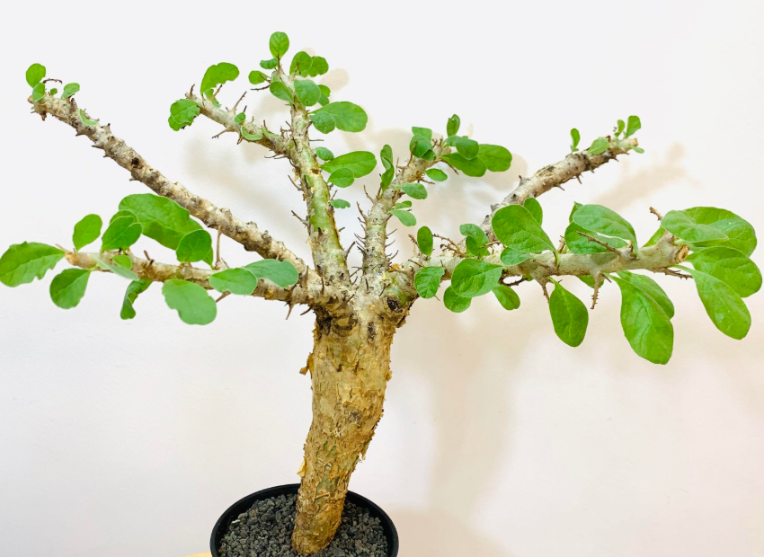 Sesamothamnus busseanus PLANT