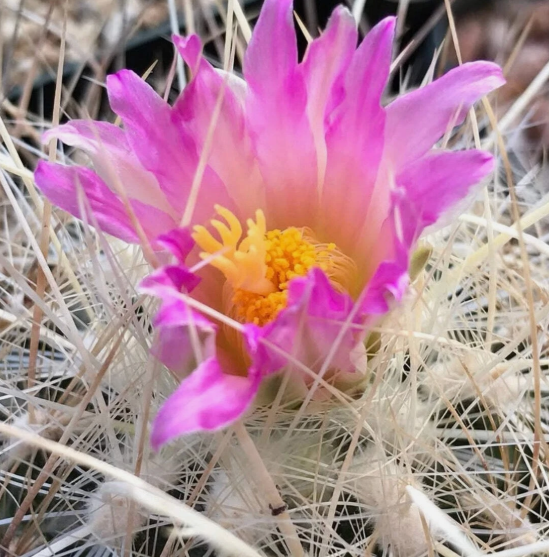 Thelocactus argenteus 10 pieces Seeds