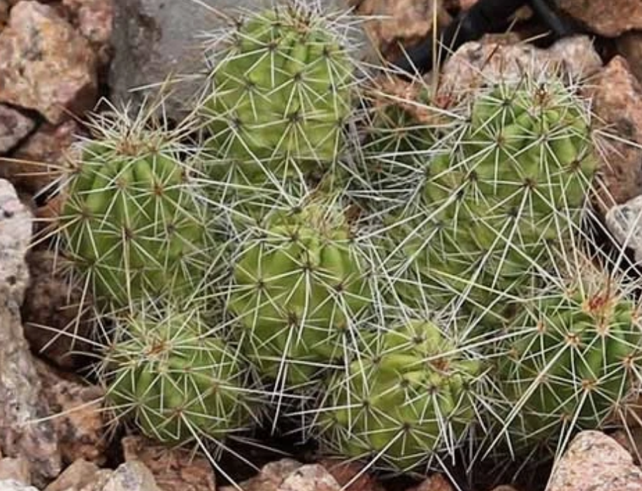 Echinocereus parkeri 10 Pieces Seeds