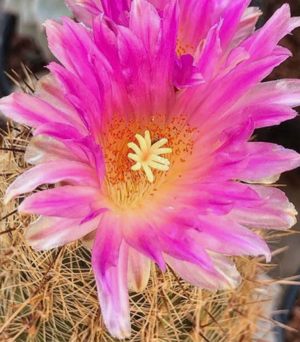 Thelocactus hastifer 10 pieces Seeds