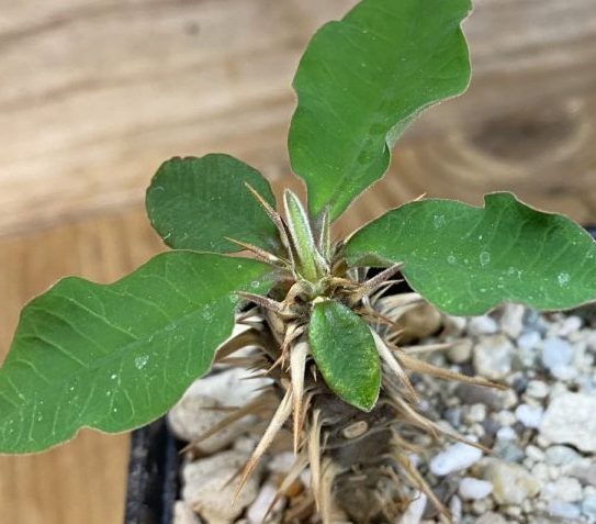 Euphorbia croizatii PLANT