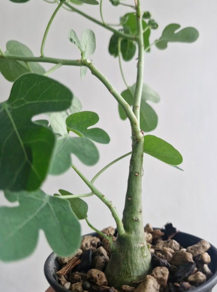 ADENIA SPINOSA PLANT