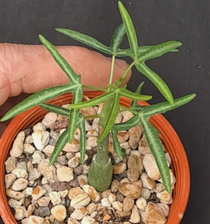 Adenia venenata PLANT