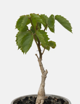 Cyphostemma adenocaule PLANT