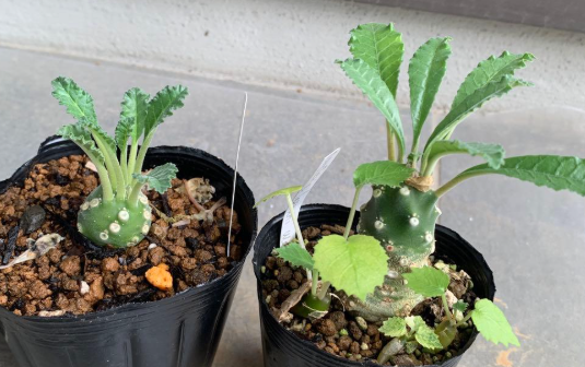 Dorstenia Lavrani PLANT