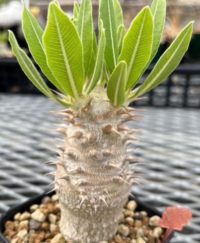 Pachypodium rosulatum PLANT