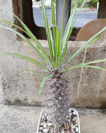 Pachypodium mikea PLANT