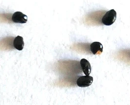 Micranthocereus alvinii 10 Pieces Seeds