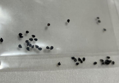 Epithelantha micromeris 12 Pieces Seeds