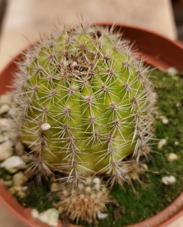 Notocactus werdermannianus 10 Pieces Seeds