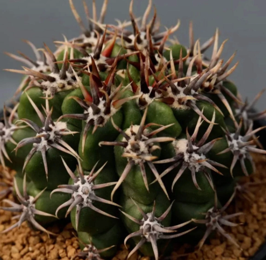 Gymnocalycium achirasense 10 Pieces Seeds