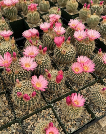 Notocactus gutierrezii 10 Pieces Seeds