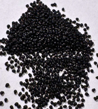 Mammillaria Armillata 10 Pieces Seeds