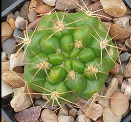 Weingartia lecoriensis 10 Pieces Seeds