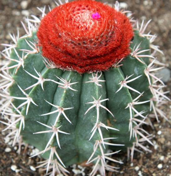 Melocactus zehntneri 15 Pieces Seeds