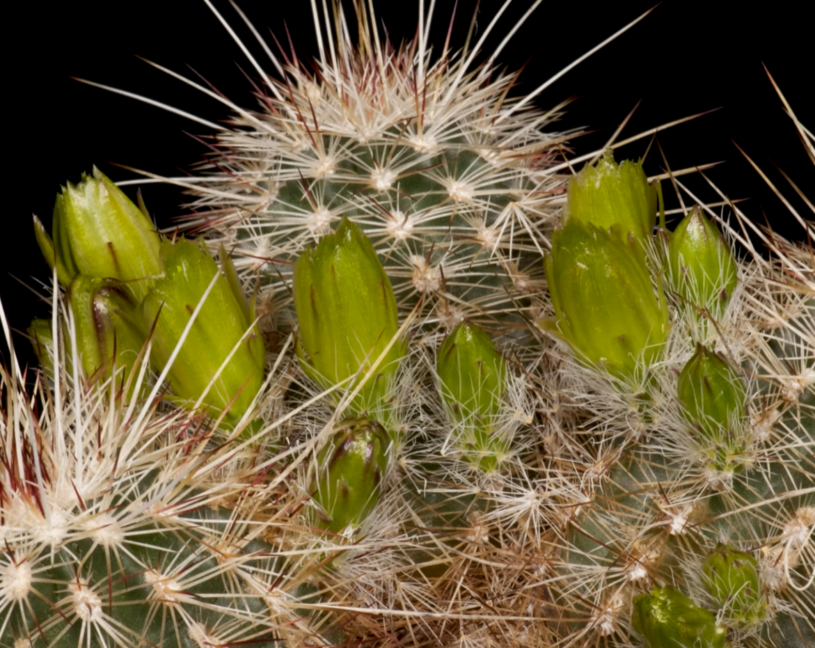 Echinocereus milleri 10 Pieces Seeds