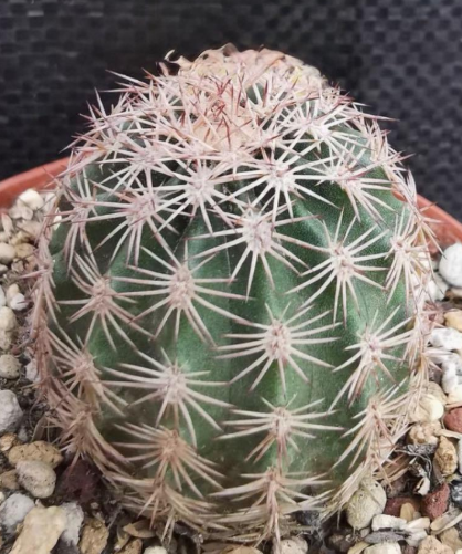Echinocereus dasyacanthus var. ctenoides 10 Pieces Seeds